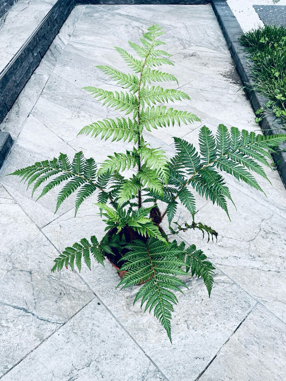 Dicksonia Antarctica-Drvena paprat fi17