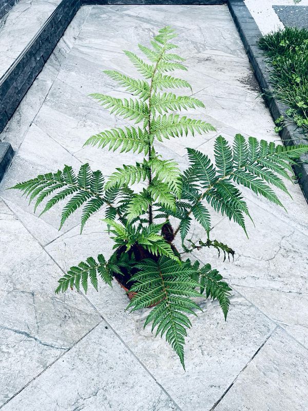 Dicksonia Antarctica-Drvena paprat fi17