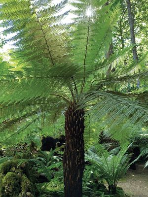 Dicksonia Antarctica-Drvena paprat fi17