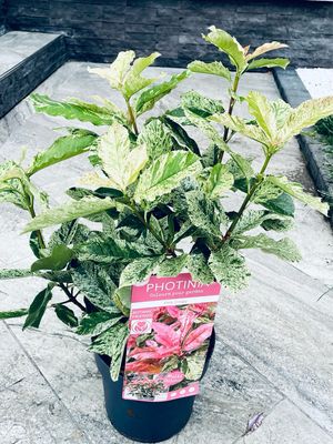Photinia serratifolia Pink Crispy fi19