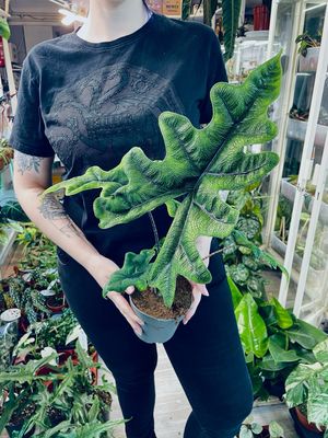 Alocasia Tandurusa Jacklyn fi14