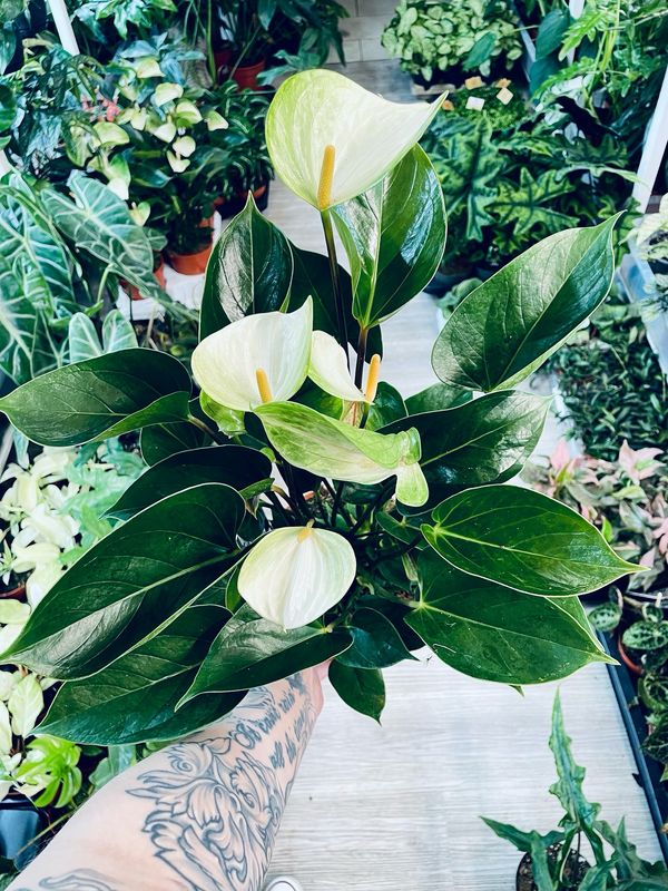 Anthurium Adios Spring fi17