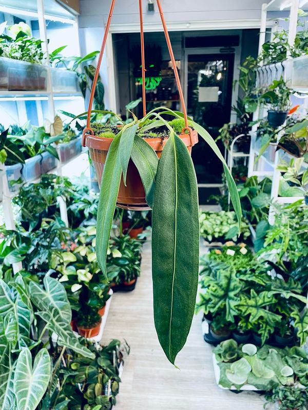 Anthurium Wendlingeri fi14