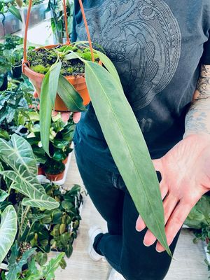 Anthurium Wendlingeri fi14