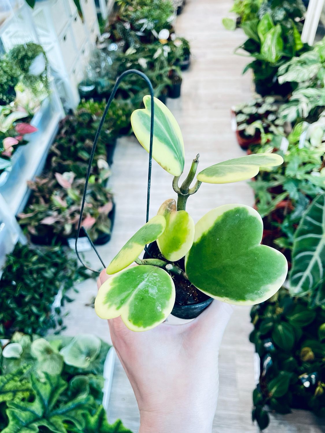 Hoya kerrii variegata fi7