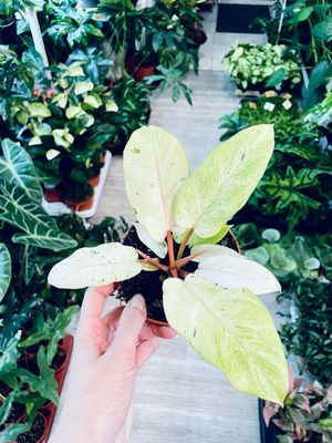 Philodendron Snowdrift fi12