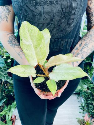 Philodendron Snowdrift fi12