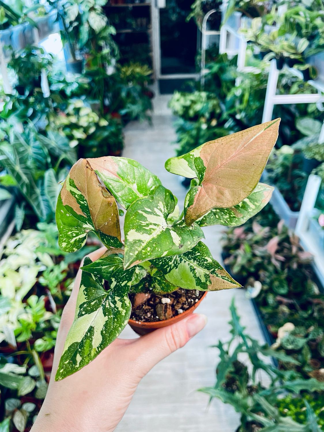 Syngonium Red Spot Tricolor