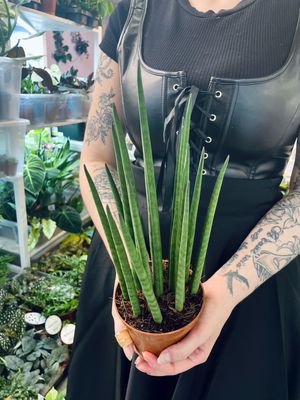 Sanseveria Mikado fi12