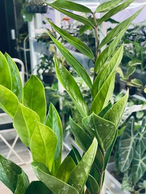 Zamioculcas zamiifolia Zamija (ZZ plant) fi17