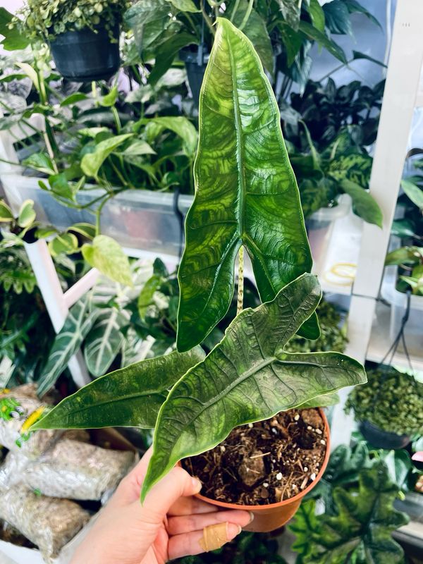 Alocasia Zebrina Reticulata fi10,50