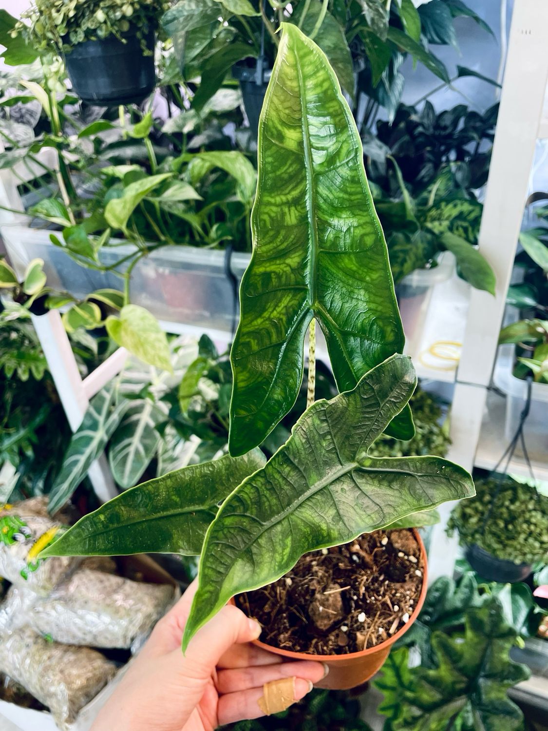 Alocasia Zebrina Reticulata fi10,50