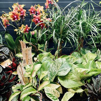 PLANTS