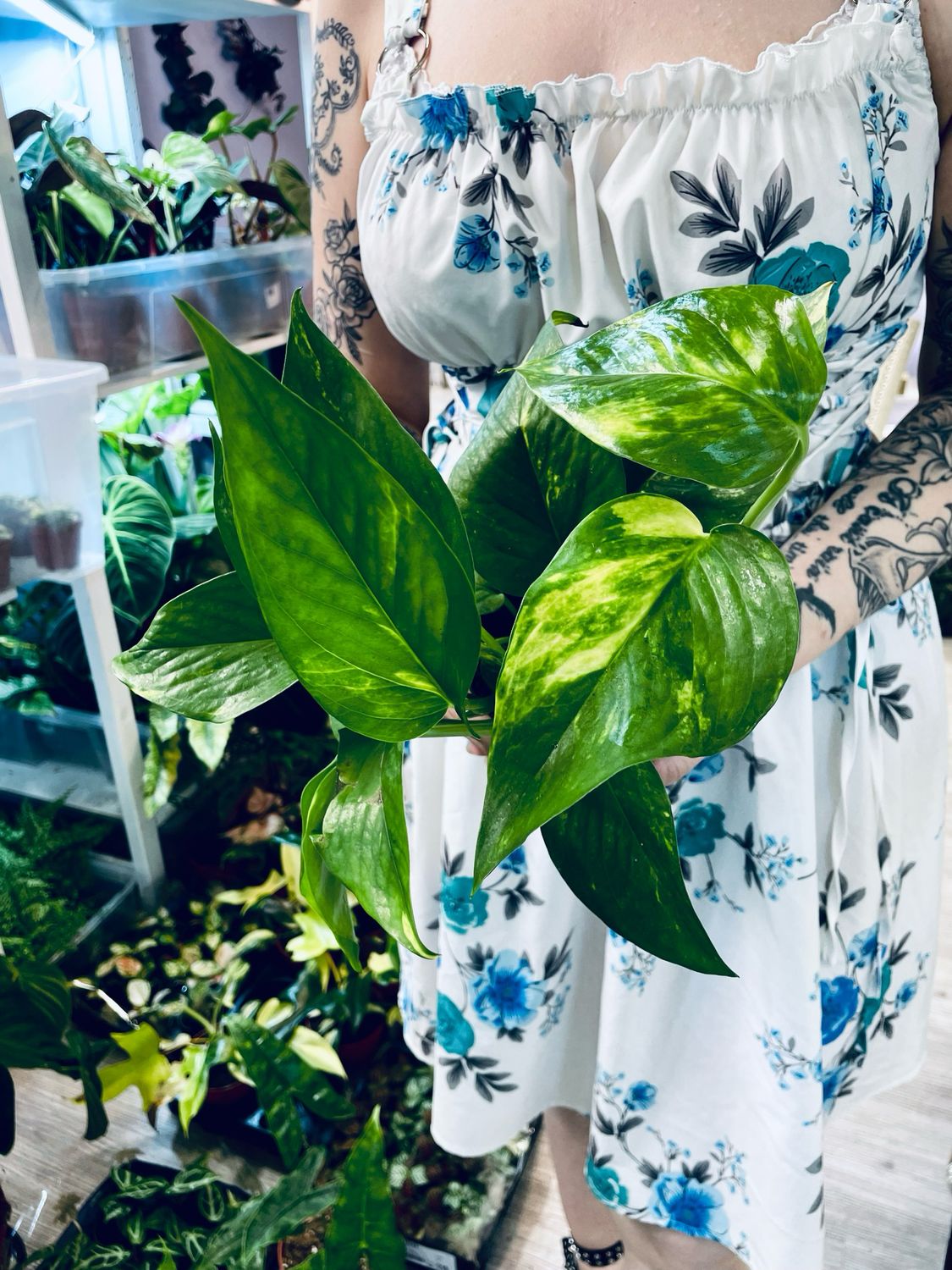 Epipremnum Aureum &#39;Golden Pothos&#39; (Zlatni Puzavac) fi12