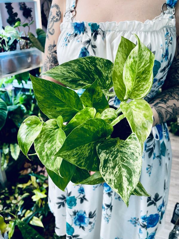 Epipremnum Aureum &#39;Marble Queen&#39;