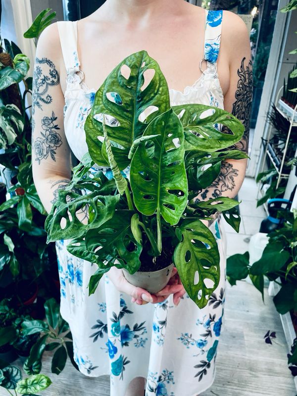 Monstera adansonii &#39;Monkey Leaf&#39;