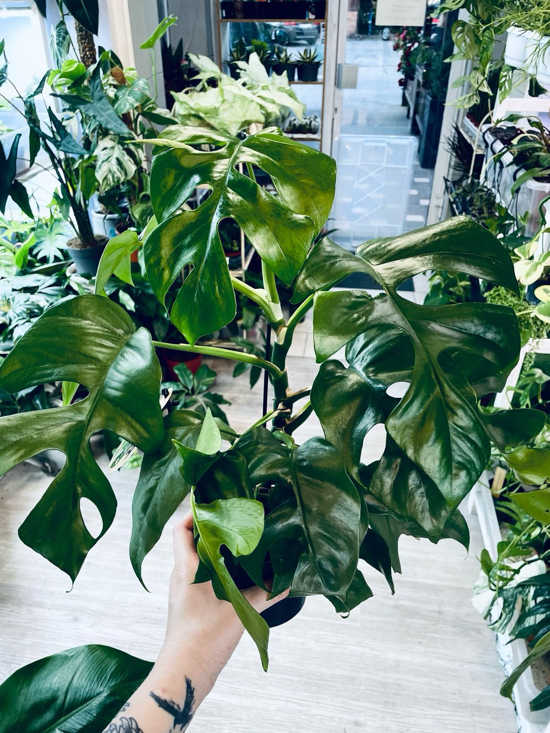 Rhaphidophora Tetrasperma &#39;Monstera Minima&#39; fi12
