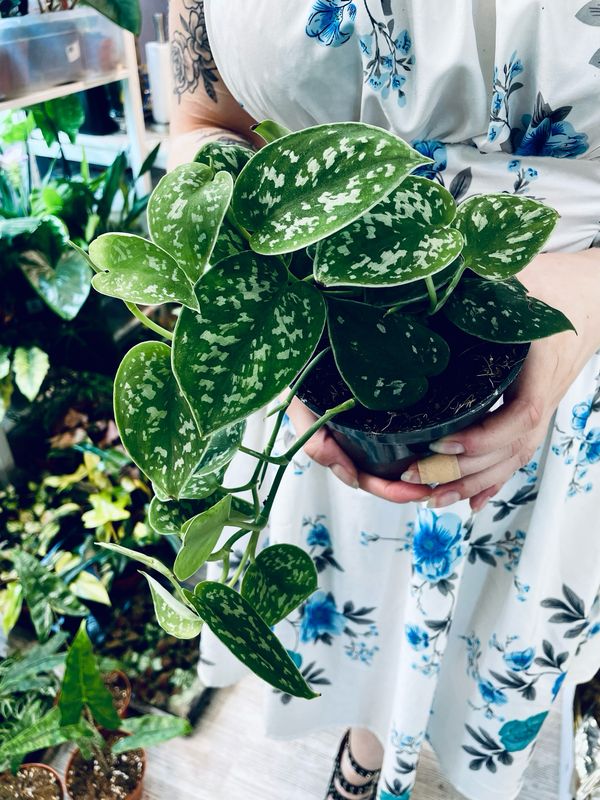 Scindapsus pictus &#39;Argyraeus&#39; &#39;Satin Pothos&#39;