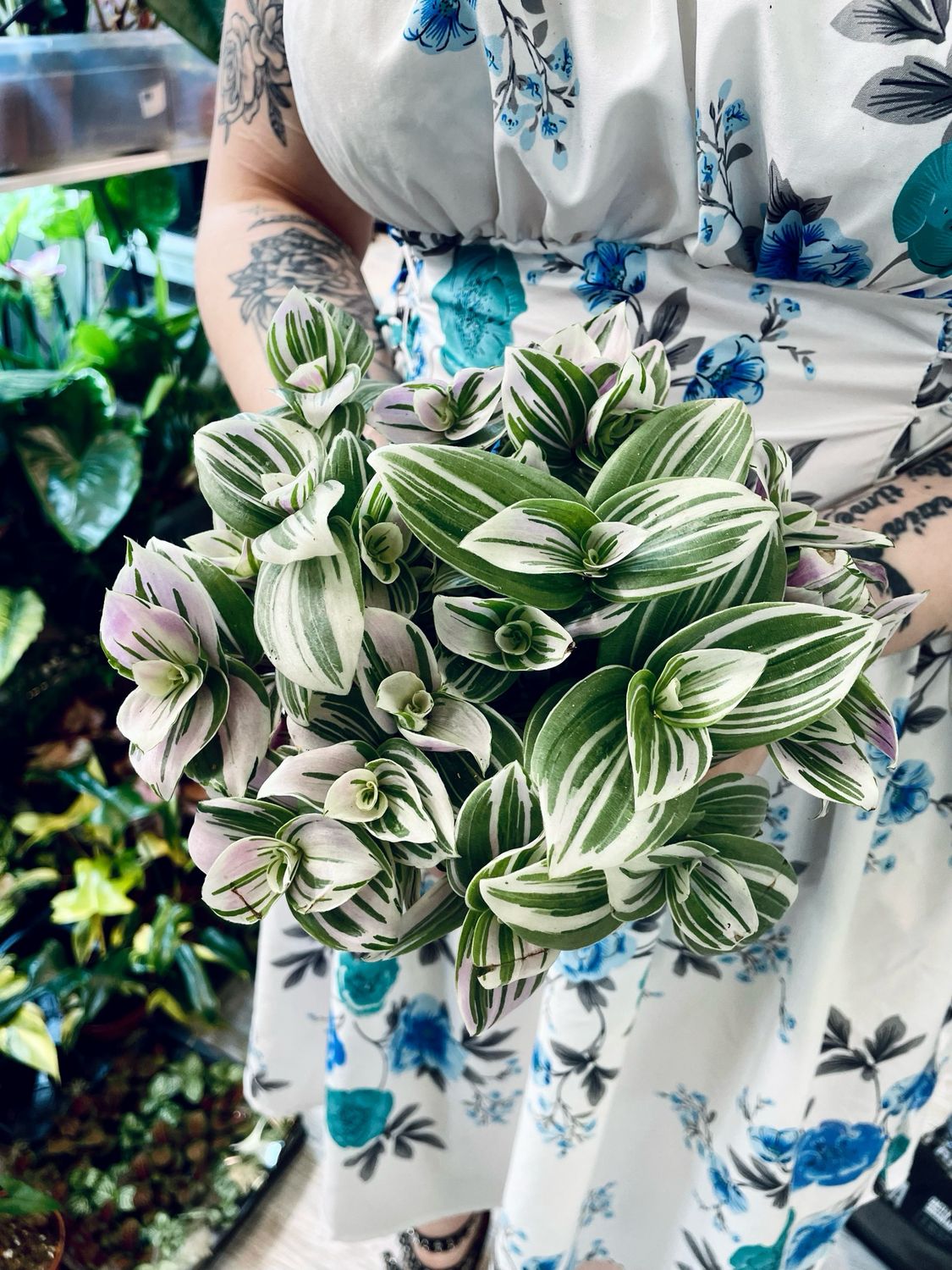 Tradescantia Brightness fi12