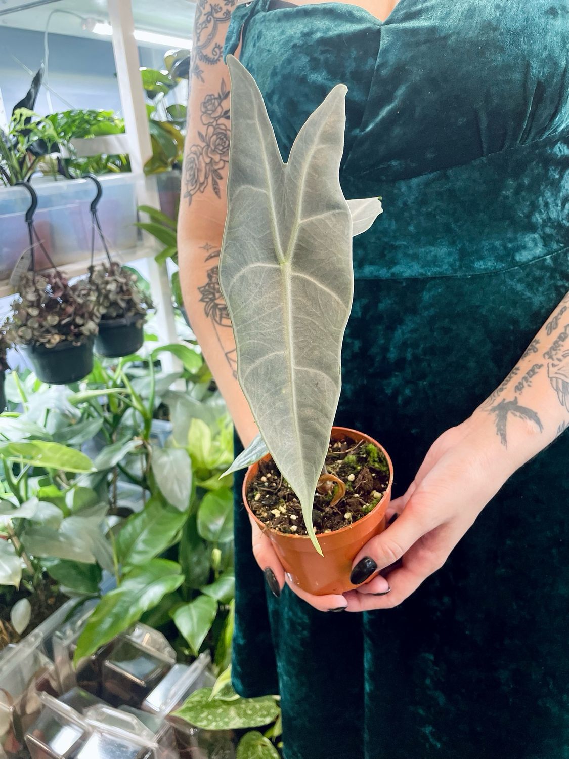 Alocasia Longiloba Silver fi10,5