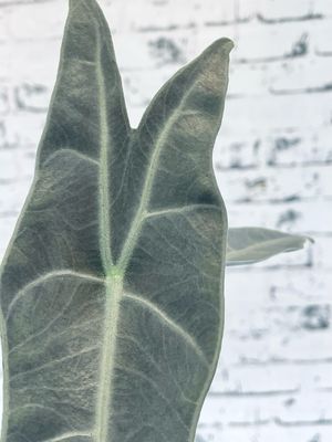 Alocasia Longiloba Silver fi10,5