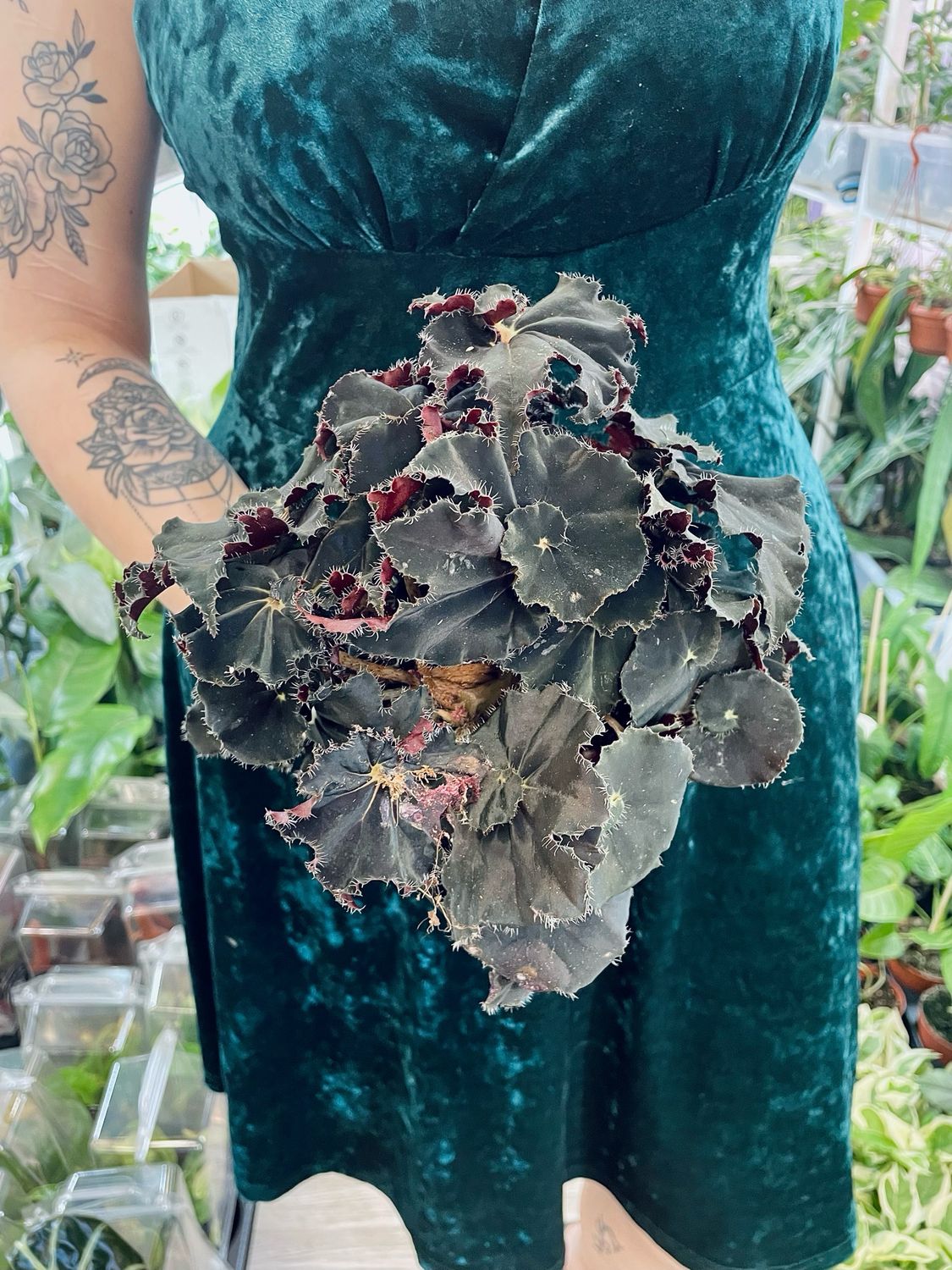Begonia rex Dark Mambo