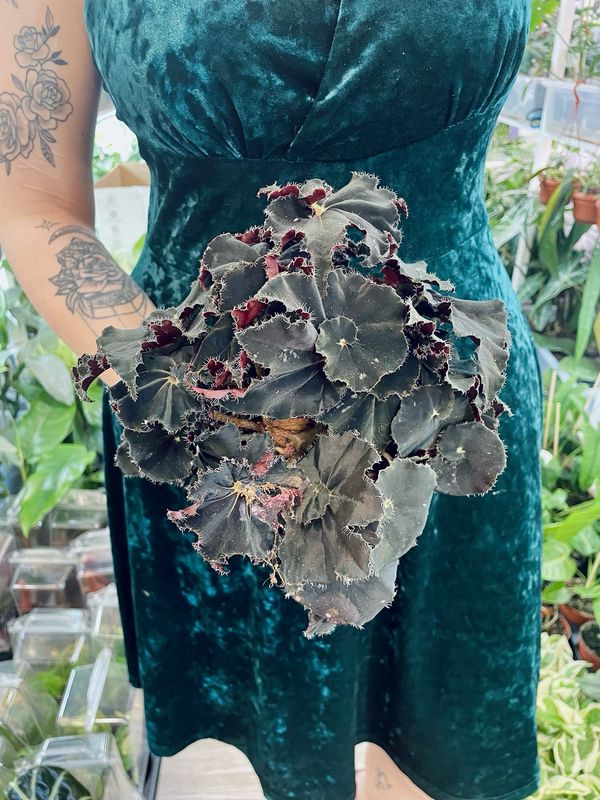 Begonia rex Dark Mambo