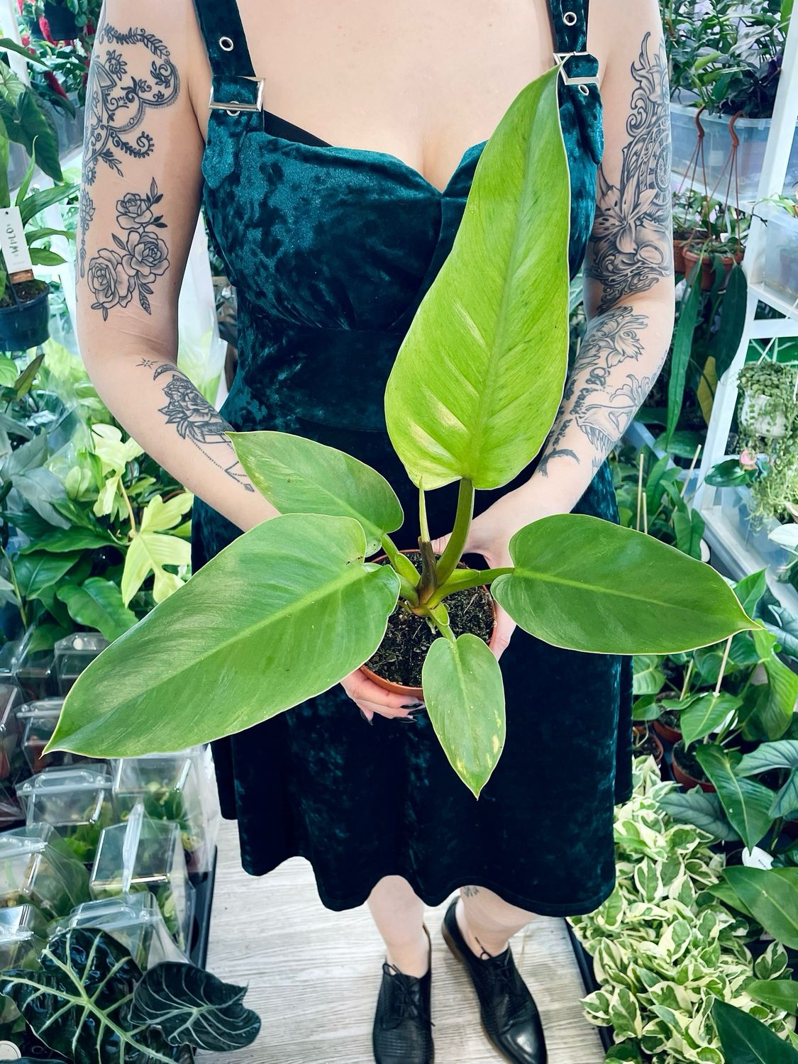 Philodendron Jungle Fever fi12