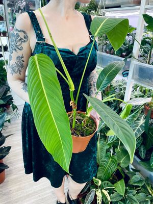 Philodendron Heterocraspedon
