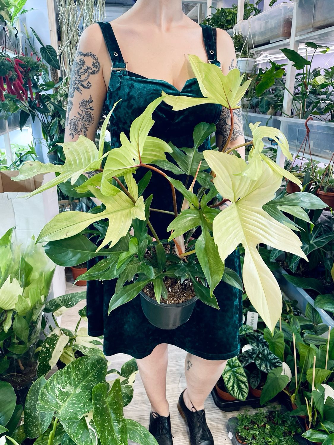 Philodendron Florida Ghost fi19
