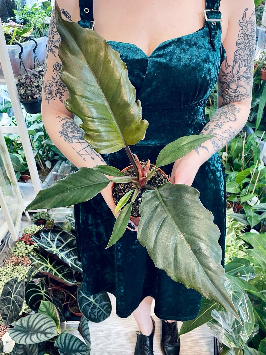 Philodendron bipinnatifidum Choco Empress (Caramel Pluto) fi12