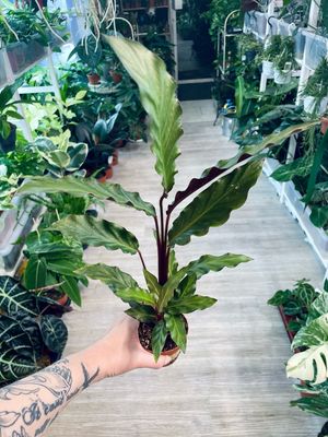 Calathea rufibarba Baby (Goeppertia rufibarba)