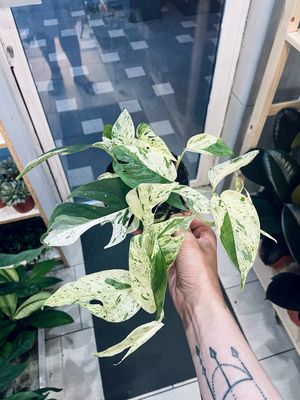 Epipremnum Marble Variegata fi12