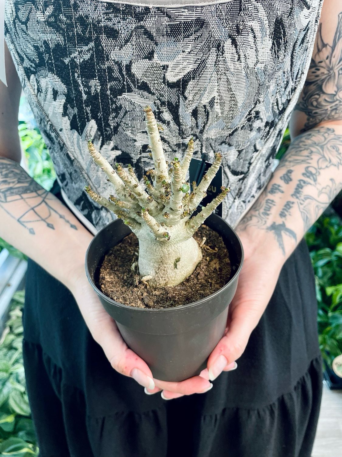 Adenium Obesum Baobab (Pustinjska Ruža) fi12 