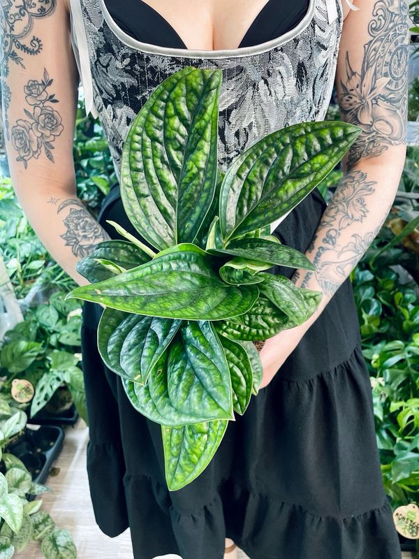 Epipremnum Marble Planet (Monstera Peru/Monstera Karstenianum) fi12