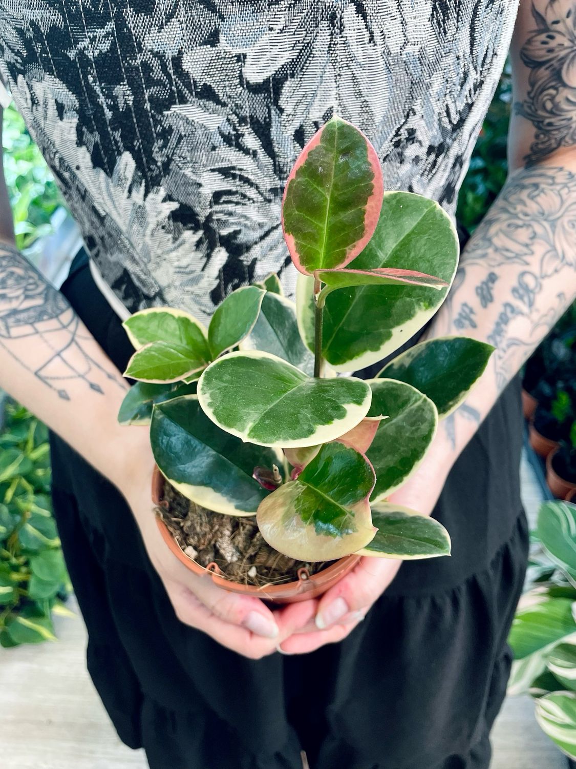 Hoya australis Blondie fi12