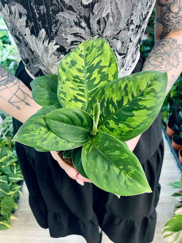 Homalomena Wallisii Camouflage fi12