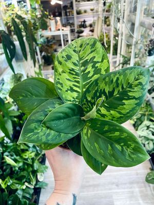 Homalomena Wallisii Camouflage fi12