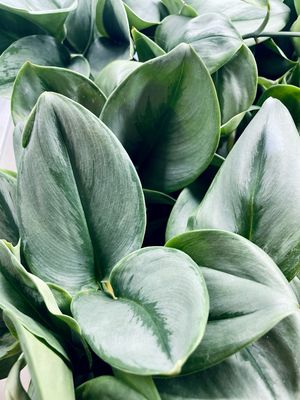 Scindapsus Treubii Moonlight