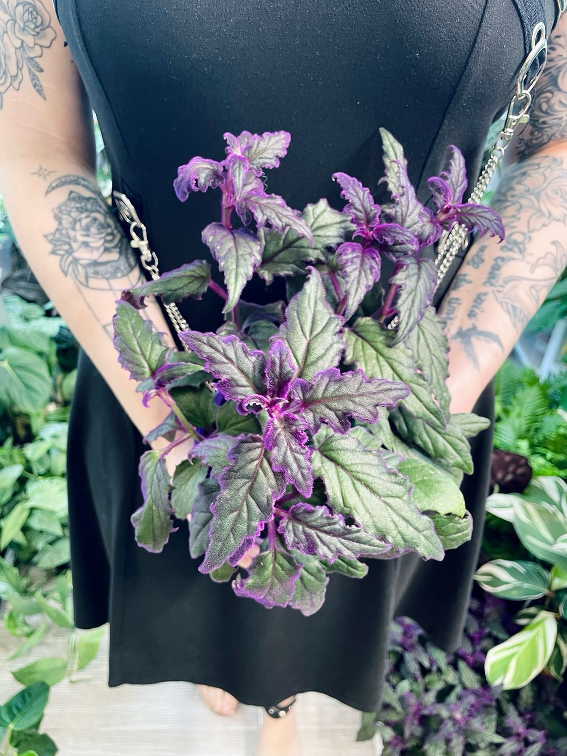 Gynura Aurantiaca &#39;Purple Passion&#39;