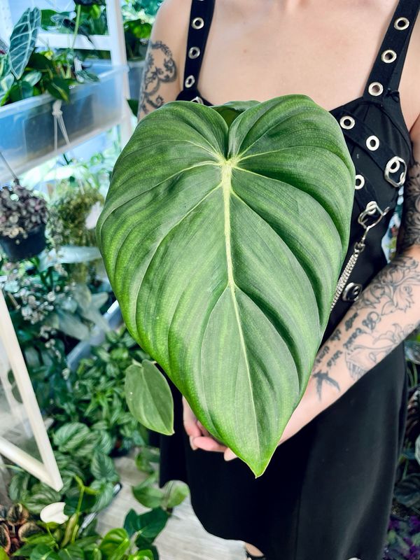 Philodendron &#39;McDowell&#39; (P. bipinnatifidum x P. speciosum)