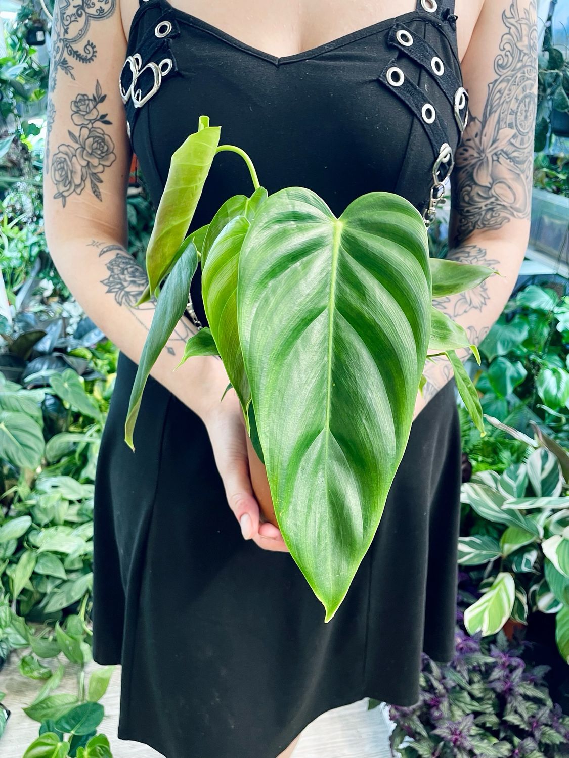 Philodendron Esmeraldense fi12