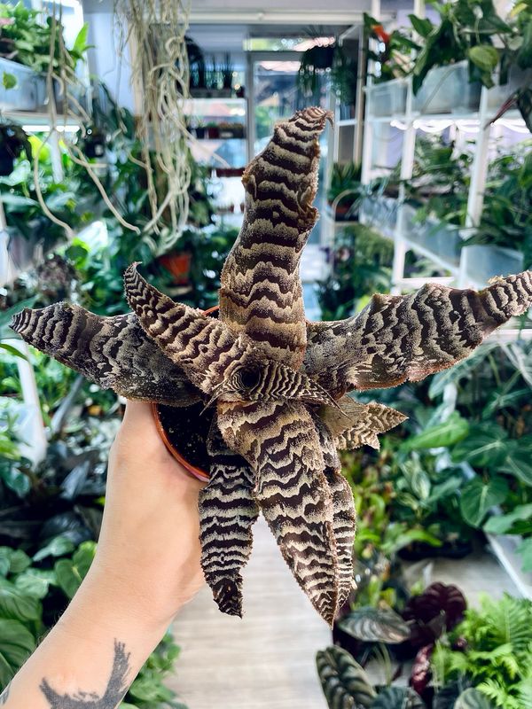 Cryptanthus zonatus fi9