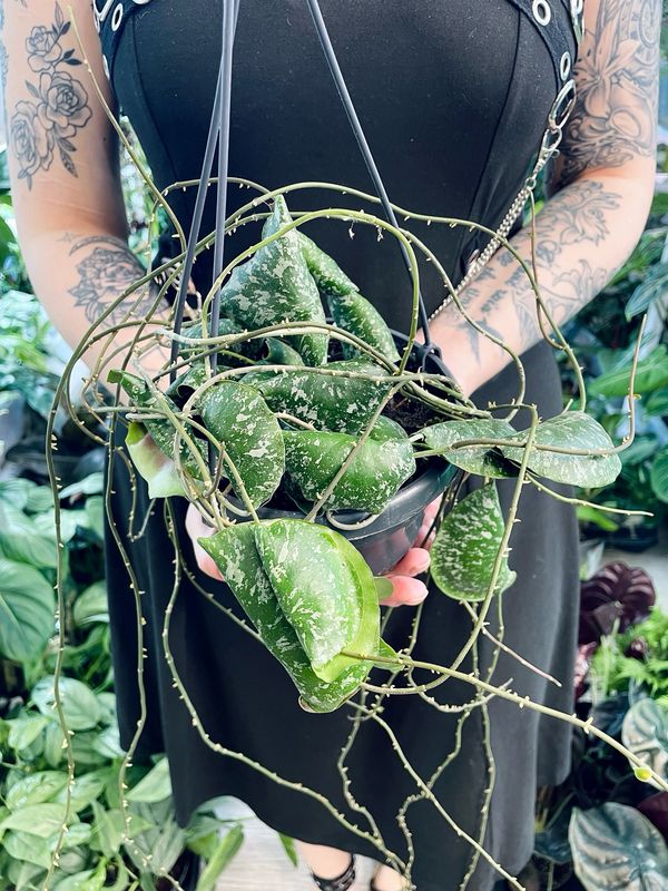 Hoya Imbricata visilica fi15