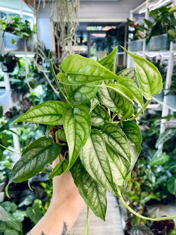 Monstera Siltepecana