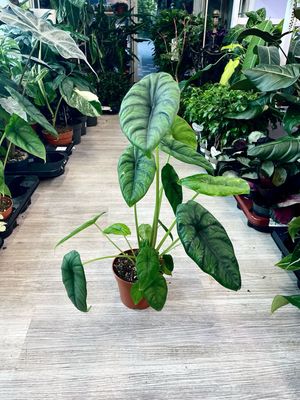 Alocasia Puncak Borneensis fi14