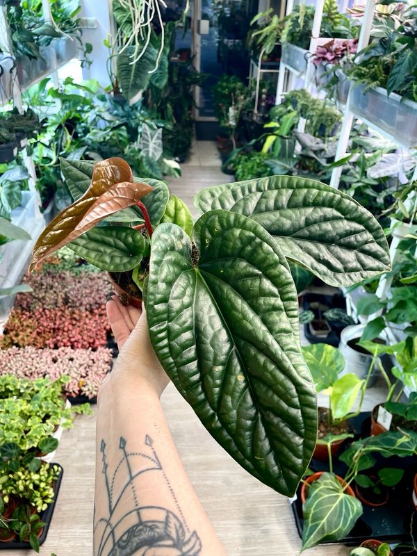 Anthurium Luxurians x Radicans fi12
