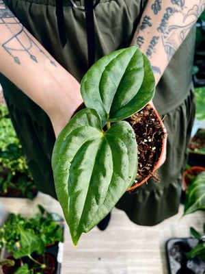 Anthurium Papillilaminim x Luxurians