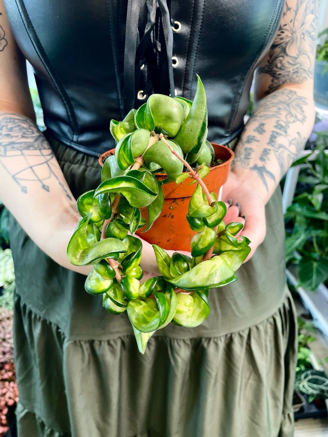 Hoya Compata Variegata Mauna Loa 