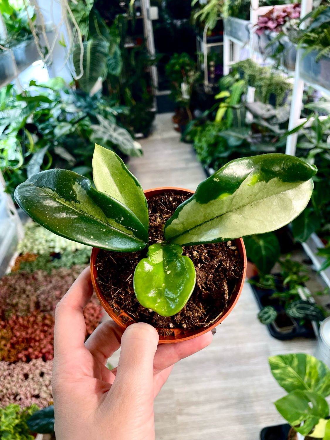 Hoya Silver Moon fi10